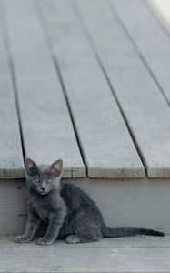 Preview wallpaper kitten, cat, sitting, baby
