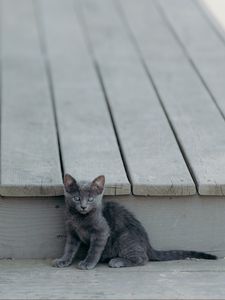 Preview wallpaper kitten, cat, sitting, baby