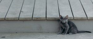 Preview wallpaper kitten, cat, sitting, baby