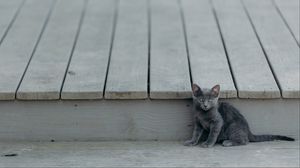 Preview wallpaper kitten, cat, sitting, baby