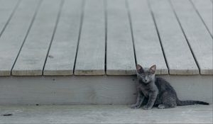 Preview wallpaper kitten, cat, sitting, baby