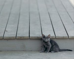 Preview wallpaper kitten, cat, sitting, baby