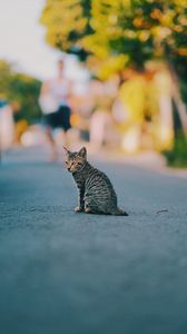 Preview wallpaper kitten, cat, striped, cute, pet