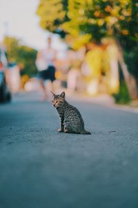 Preview wallpaper kitten, cat, striped, cute, pet