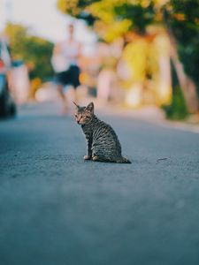 Preview wallpaper kitten, cat, striped, cute, pet