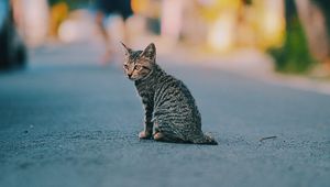 Preview wallpaper kitten, cat, striped, cute, pet