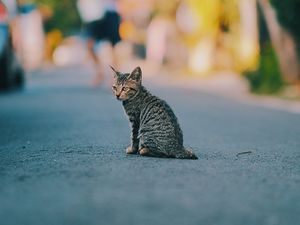 Preview wallpaper kitten, cat, striped, cute, pet