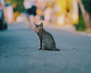 Preview wallpaper kitten, cat, striped, cute, pet