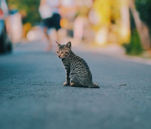 Preview wallpaper kitten, cat, striped, cute, pet