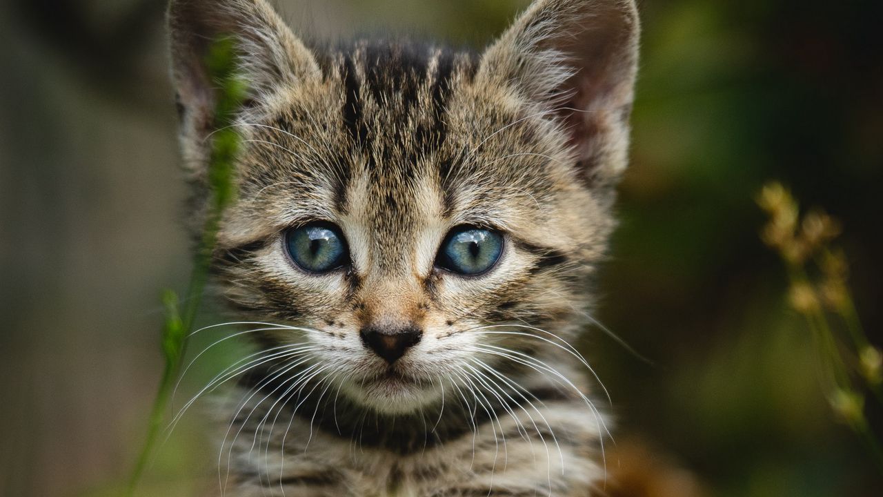 Wallpaper kitten, cat, striped, glance, cute