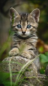 Preview wallpaper kitten, cat, striped, glance, cute