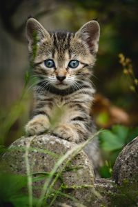 Preview wallpaper kitten, cat, striped, glance, cute