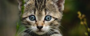 Preview wallpaper kitten, cat, striped, glance, cute