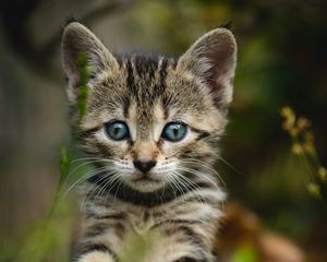 Preview wallpaper kitten, cat, striped, glance, cute