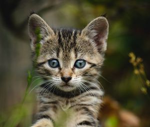 Preview wallpaper kitten, cat, striped, glance, cute