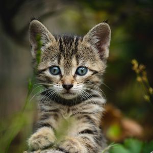 Preview wallpaper kitten, cat, striped, glance, cute