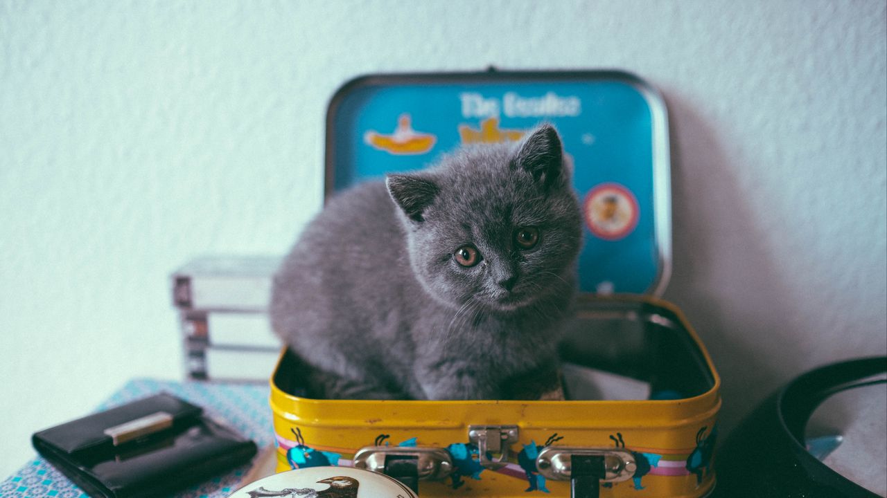 Wallpaper kitten, cat, suitcase, cute