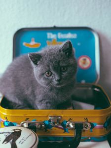 Preview wallpaper kitten, cat, suitcase, cute