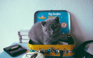 Preview wallpaper kitten, cat, suitcase, cute