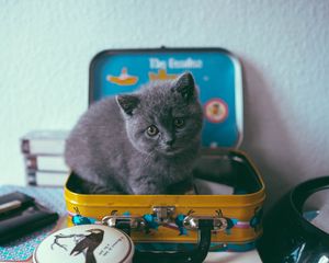 Preview wallpaper kitten, cat, suitcase, cute