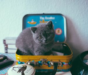 Preview wallpaper kitten, cat, suitcase, cute