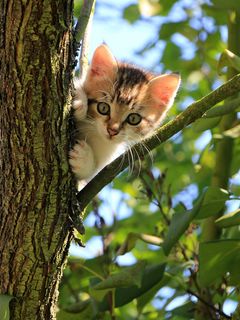 240x320 Wallpaper kitten, cat, tree, cute, funny