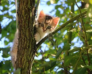 Preview wallpaper kitten, cat, tree, cute, funny