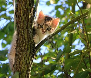 Preview wallpaper kitten, cat, tree, cute, funny