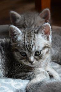 Preview wallpaper kitten, cats, animal, gray, cute