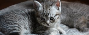 Preview wallpaper kitten, cats, animal, gray, cute