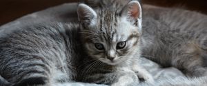 Preview wallpaper kitten, cats, animal, gray, cute