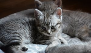 Preview wallpaper kitten, cats, animal, gray, cute