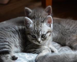 Preview wallpaper kitten, cats, animal, gray, cute