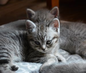 Preview wallpaper kitten, cats, animal, gray, cute