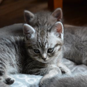Preview wallpaper kitten, cats, animal, gray, cute