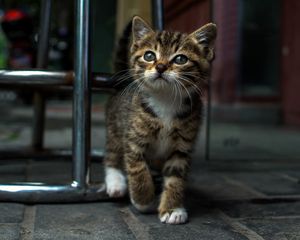 Preview wallpaper kitten, chair, face, striped