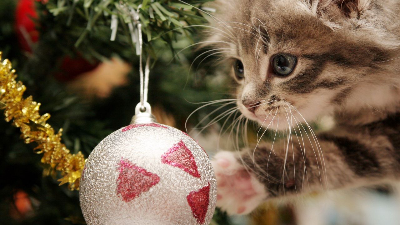 Wallpaper kitten, christmas ball, play, face, furry