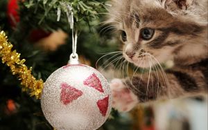 Preview wallpaper kitten, christmas ball, play, face, furry