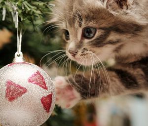 Preview wallpaper kitten, christmas ball, play, face, furry