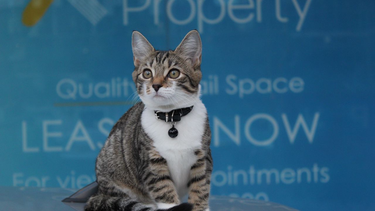 Wallpaper kitten, collar, sits