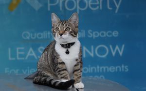Preview wallpaper kitten, collar, sits