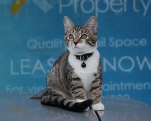 Preview wallpaper kitten, collar, sits