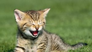 Preview wallpaper kitten, cry, grass, sit