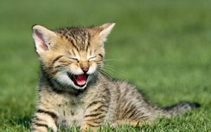 Preview wallpaper kitten, cry, grass, sit