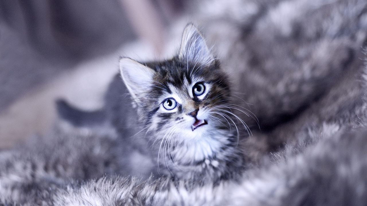 Wallpaper kitten, crying, face, furry, cat