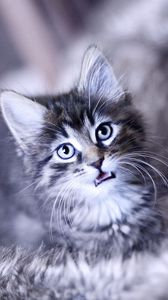 Preview wallpaper kitten, crying, face, furry, cat