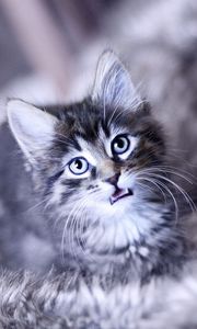 Preview wallpaper kitten, crying, face, furry, cat