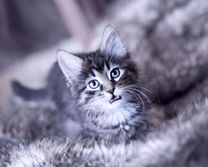 Preview wallpaper kitten, crying, face, furry, cat