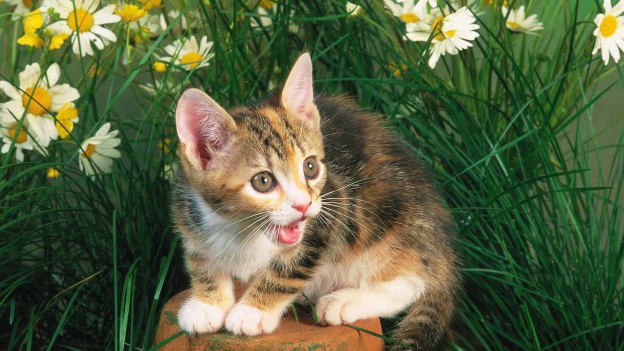 Wallpaper kitten, crying, flowers, tree stump, grass
