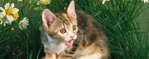 Preview wallpaper kitten, crying, flowers, tree stump, grass